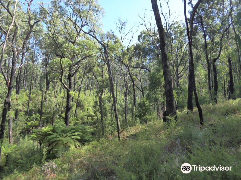 Lyrebird Forest Walk旅游景点图片