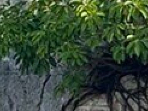 Shimajiri Mangrove Forests的图片