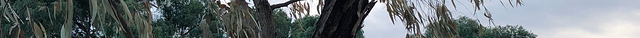 George Street Reserve