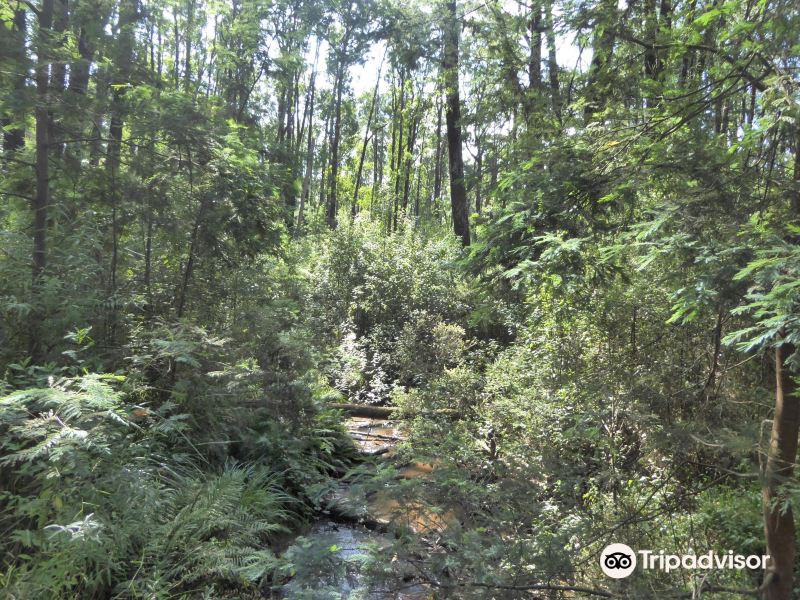 Lyrebird Forest Walk旅游景点图片