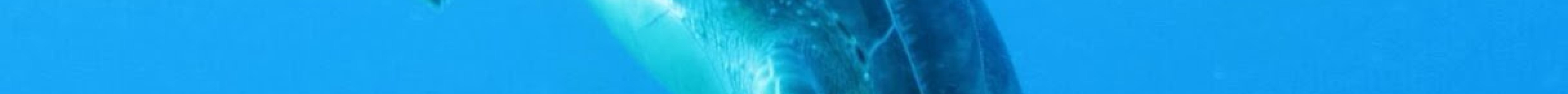 Atlantis Dive Center