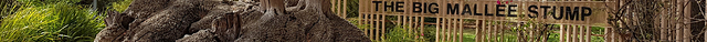 Big Mallee Root Stump