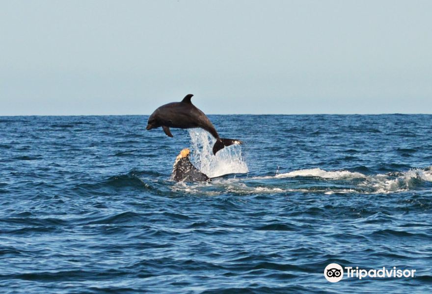 Biocean Wildlife Encounters旅游景点图片