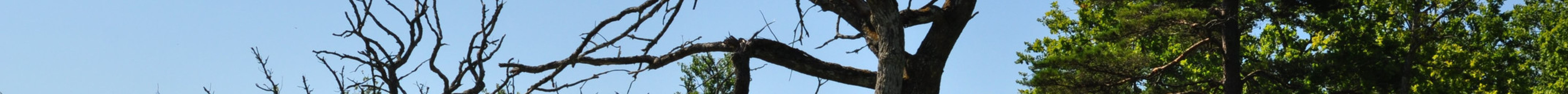 Loode Oak Forest旅游景点图片