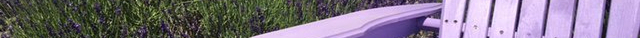 Lavender By the Bay