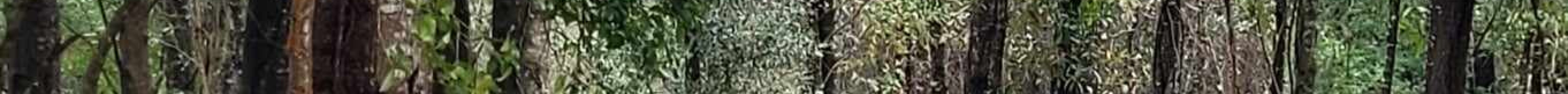 Oops Alley Family Entertainment Center