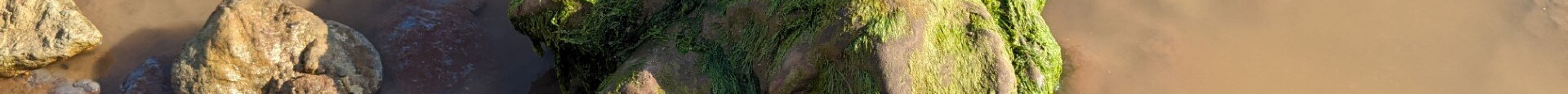 Isle of Wight Fossil Hunts - Island Gems