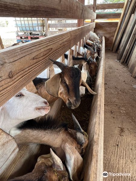 Aletta's Goat Farm旅游景点图片