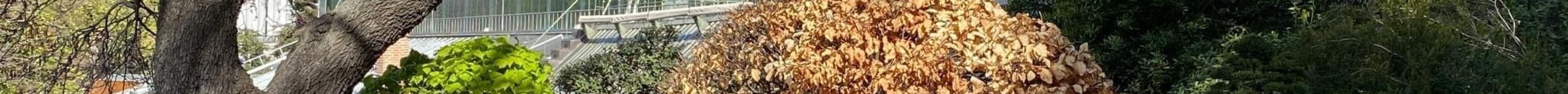 马德里皇家植物园旅游景点图片