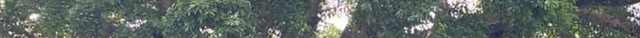 Millennium Tree (Balete tree)