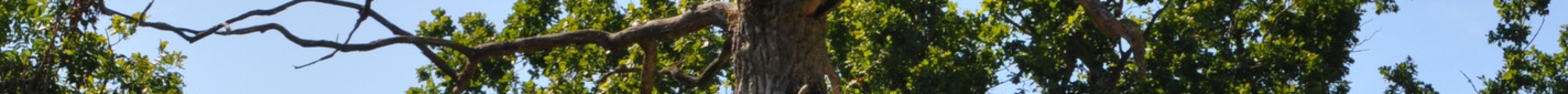 Loode Oak Forest旅游景点图片