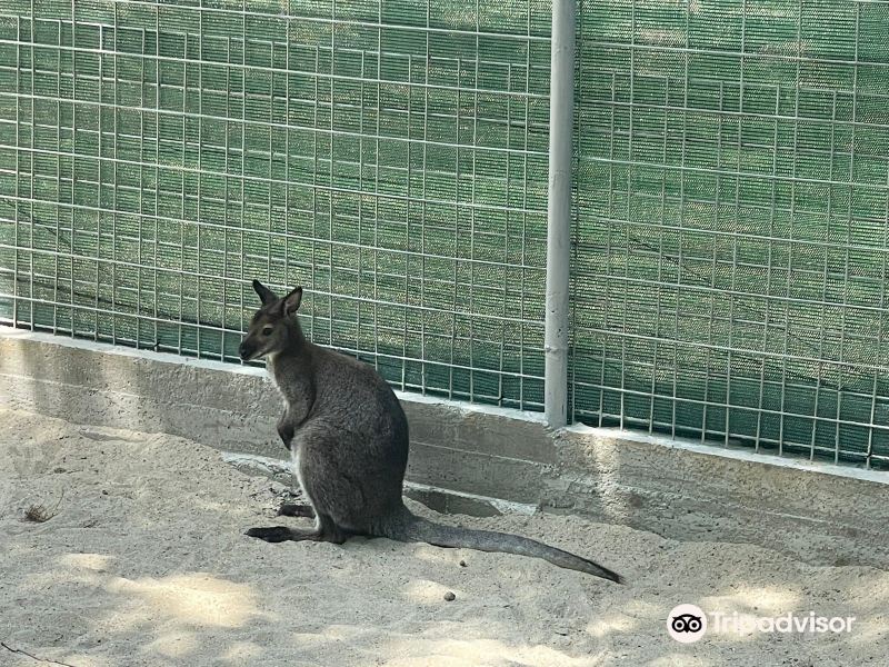 Zoo Parc Calarasi旅游景点图片