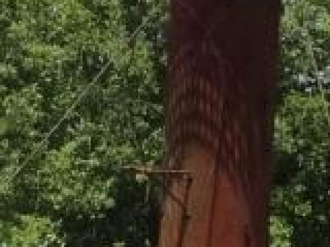 Fort Nieuw Amsterdam