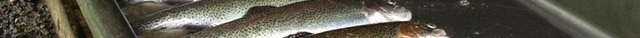 Otter Creek Trout Farm