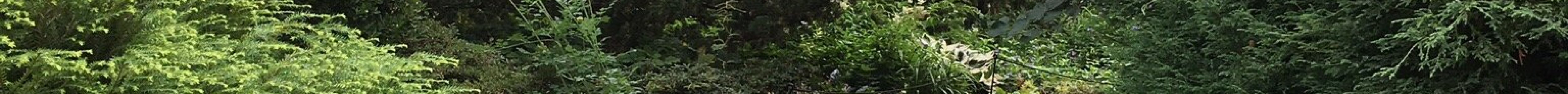 Bicentennial Botanical Garden旅游景点图片