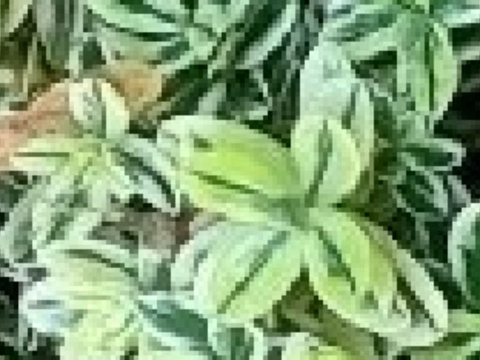 阿西斯滕斯公墓