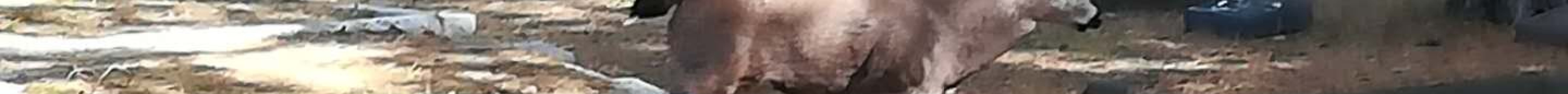 Ross Bay Cemetery旅游景点图片