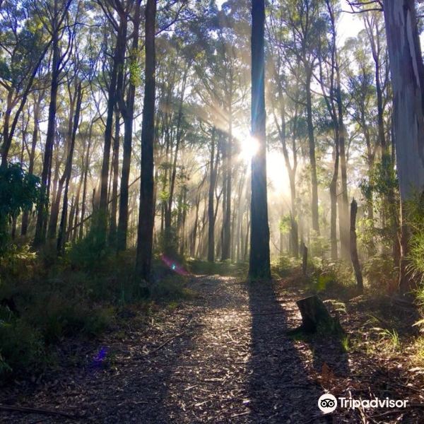 Lyrebird Forest Walk旅游景点图片