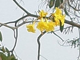 Sat Taw Yar Pagoda