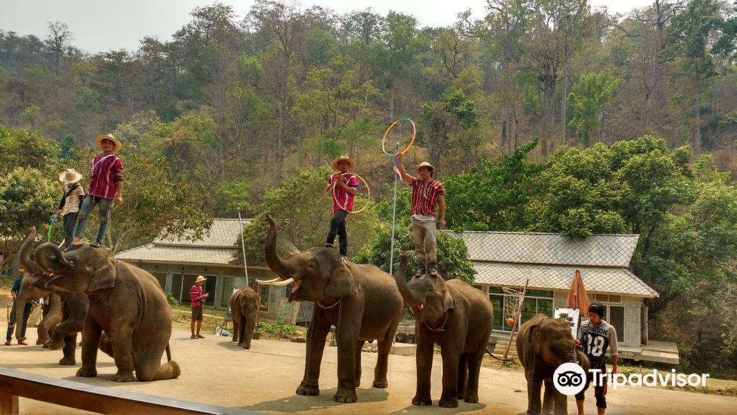 湄登大象训练营旅游景点图片