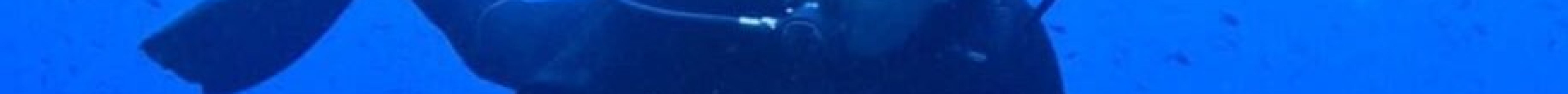 Calypso Diving Centre