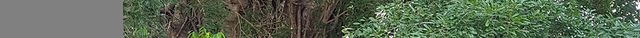 Millennium Tree (Balete tree)