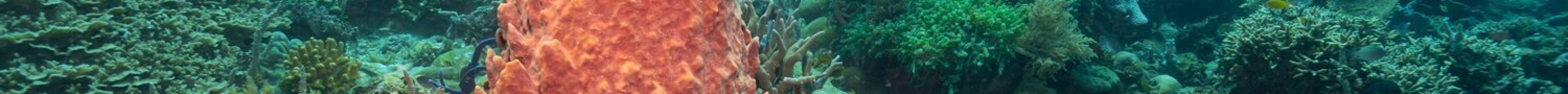 Dive Sibaltan