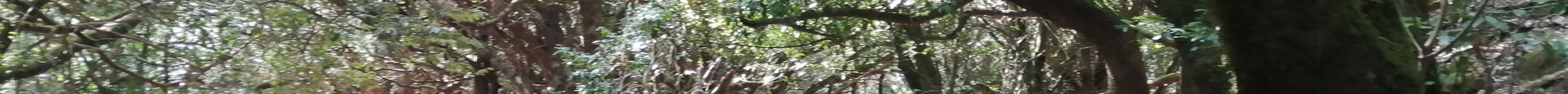 Anaga Rural Park旅游景点图片