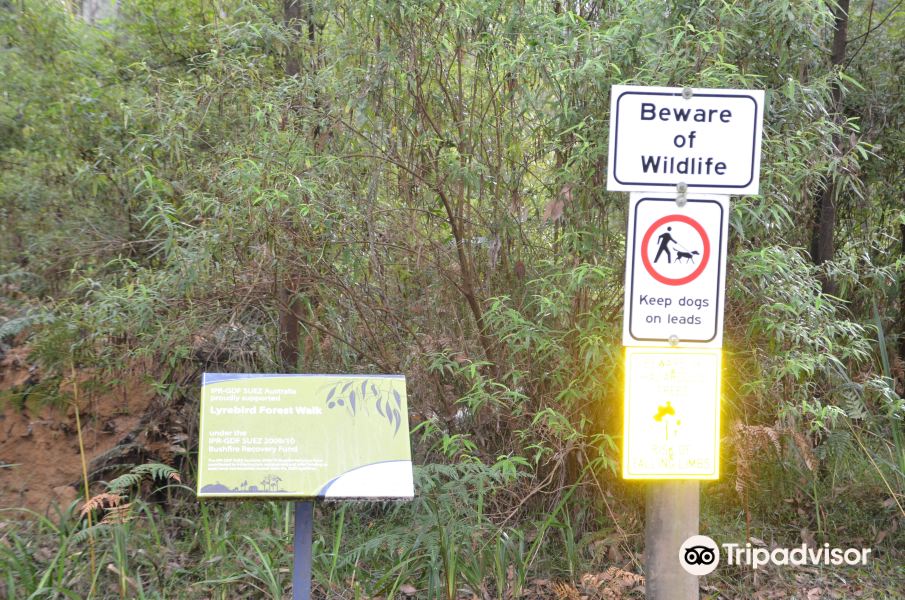 Lyrebird Forest Walk旅游景点图片