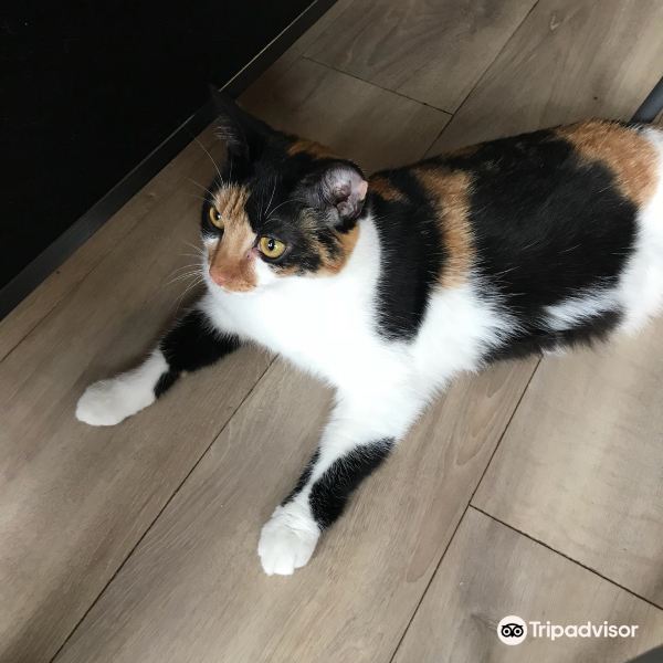 Feline Good Cat Café