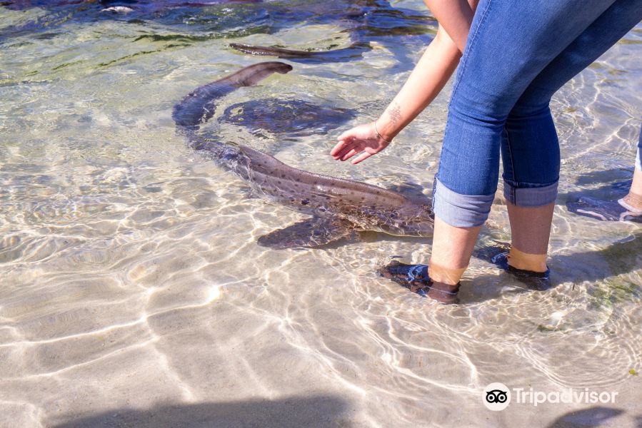 伊鲁康吉水族馆邂逅鲨鱼和鳐鱼旅游景点图片