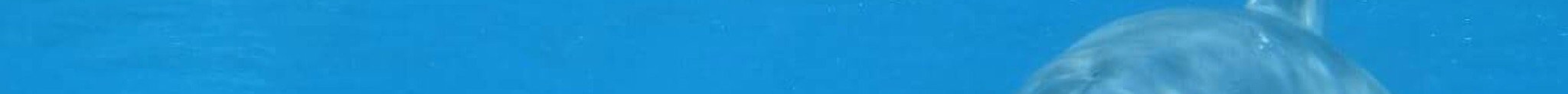 Tokyo Diving Center Miyakejima