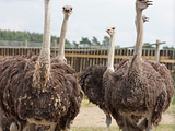Muhu Ostrich Ltd.
