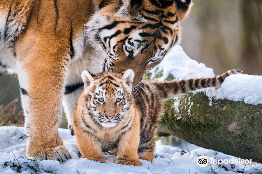 ZOO and Castle Zlin - Lesna旅游景点图片