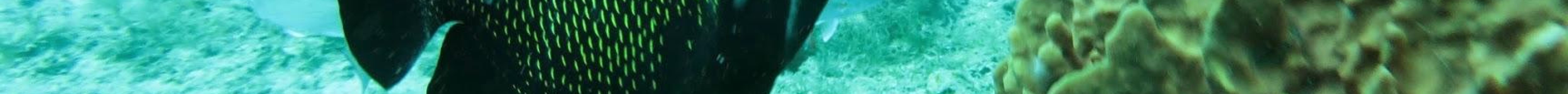 Atlantis Dive Center