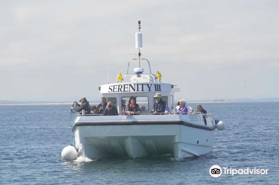Serenity Farne Island Boat Tours旅游景点图片