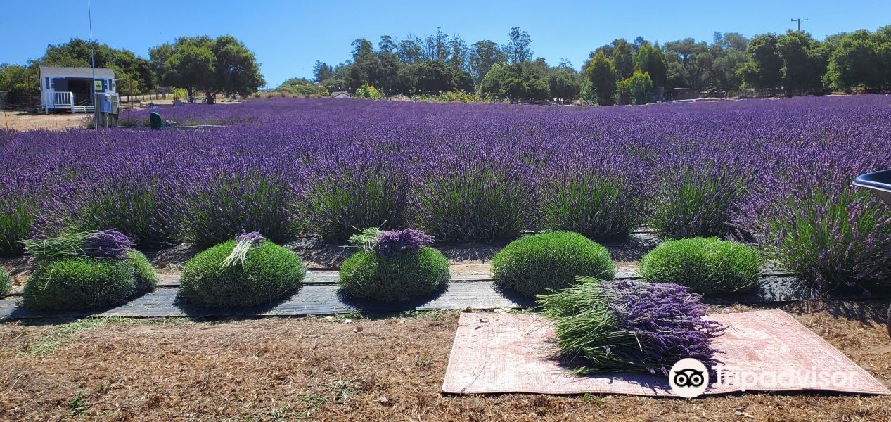 Santa Rita Hills Lavender Farm旅游景点图片