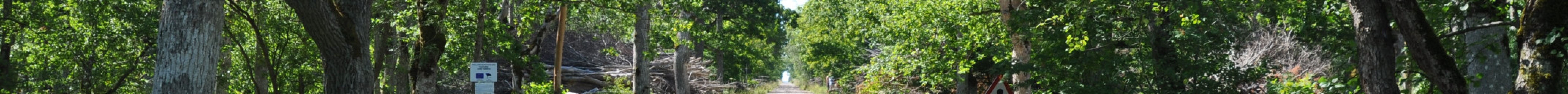 Loode Oak Forest旅游景点图片