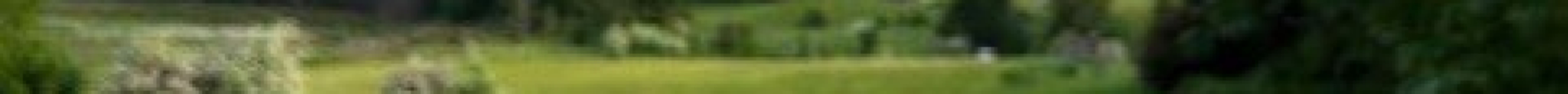 Salt Spring Wild Cider