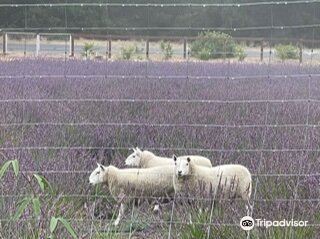 Santa Rita Hills Lavender Farm旅游景点图片