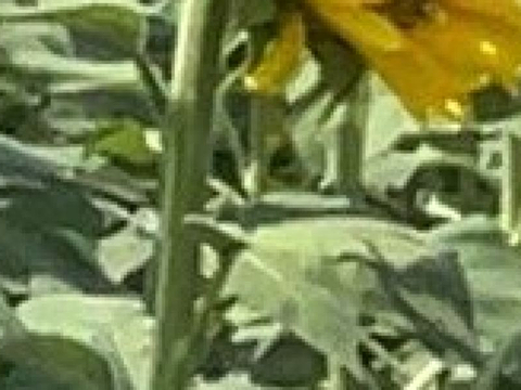 Hayano Sunflower field的图片