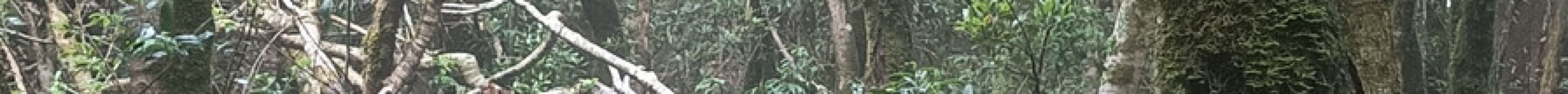 Anaga Rural Park旅游景点图片