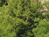 Burgruine Lichtenfels