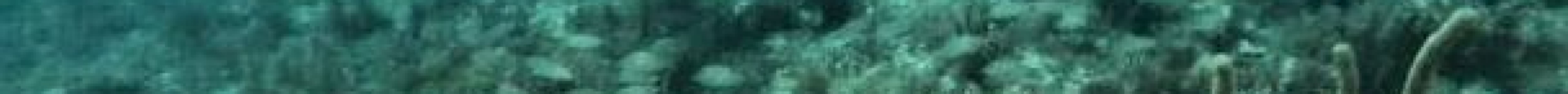 Gaspar's Dive N Board