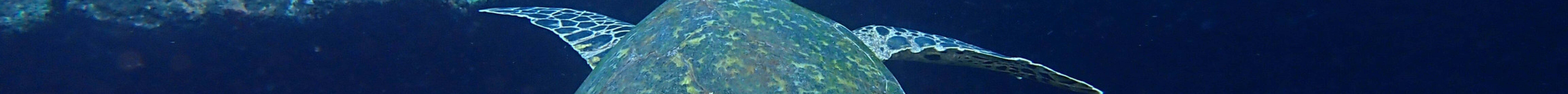 Yakushima Diving Guide Marine Club Kaiolohia