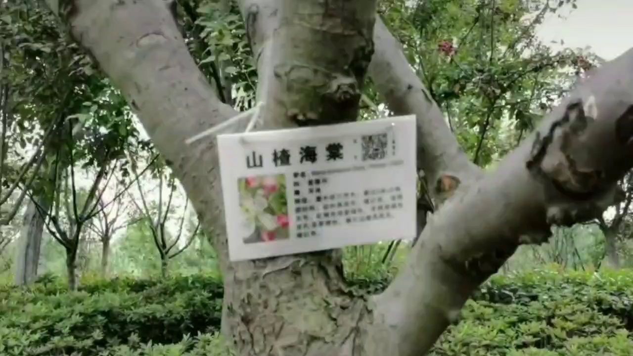 泰州海棠岛实拍图