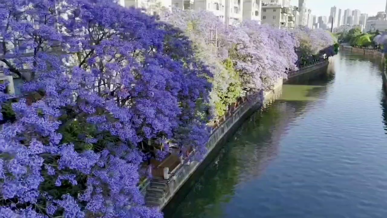昆明蓝花楹主题公园实拍图