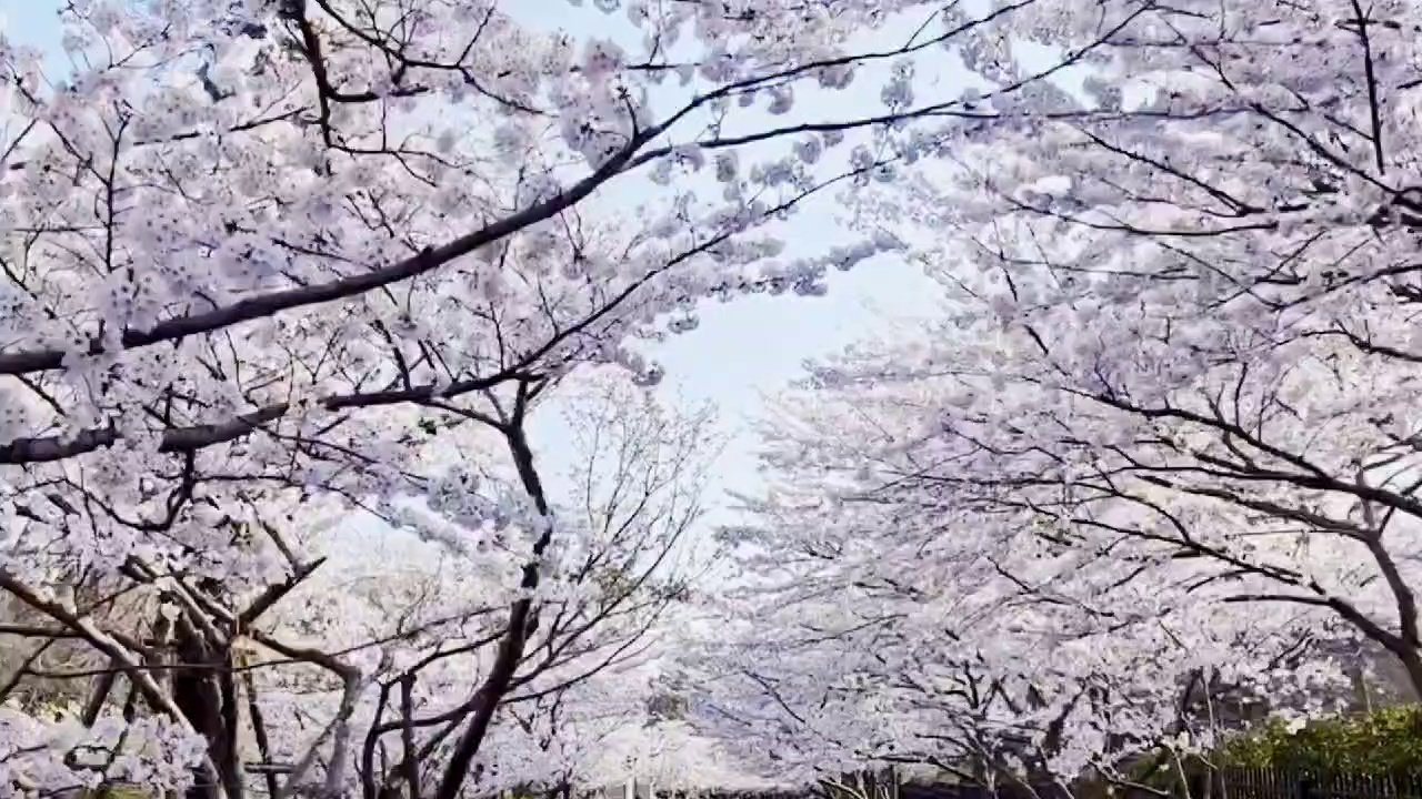 青岛中山公园实拍图