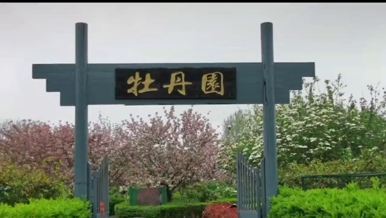泰州麒麟湾牡丹园实拍图