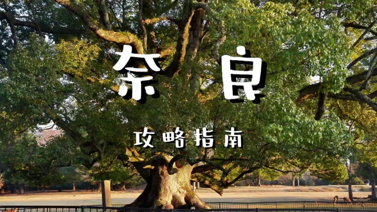 奈良市奈良公园实拍图